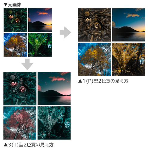 色覚の差による見え方の違い